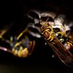 Come allontanare le vespe: tutti i metodi