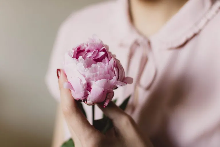 Peonie: il significato del fiore