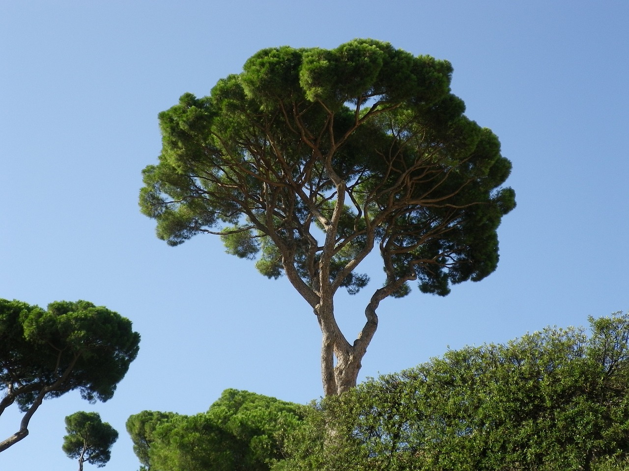 albero-di-pino