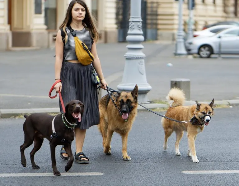 Vantaggi nell’affidarsi ad un pet sitter