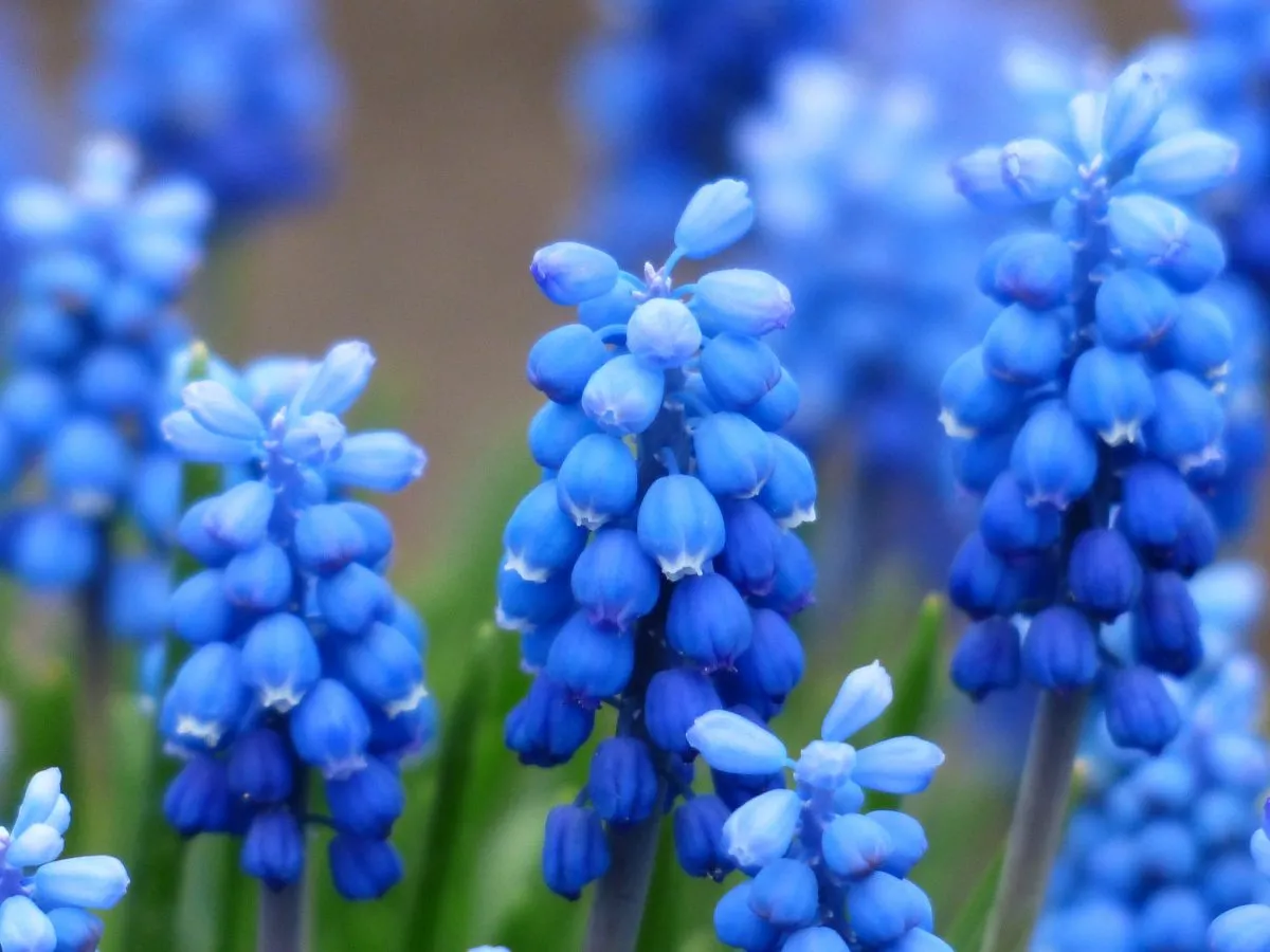 Le migliori piante con fiori blu