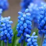 Le migliori piante con fiori blu
