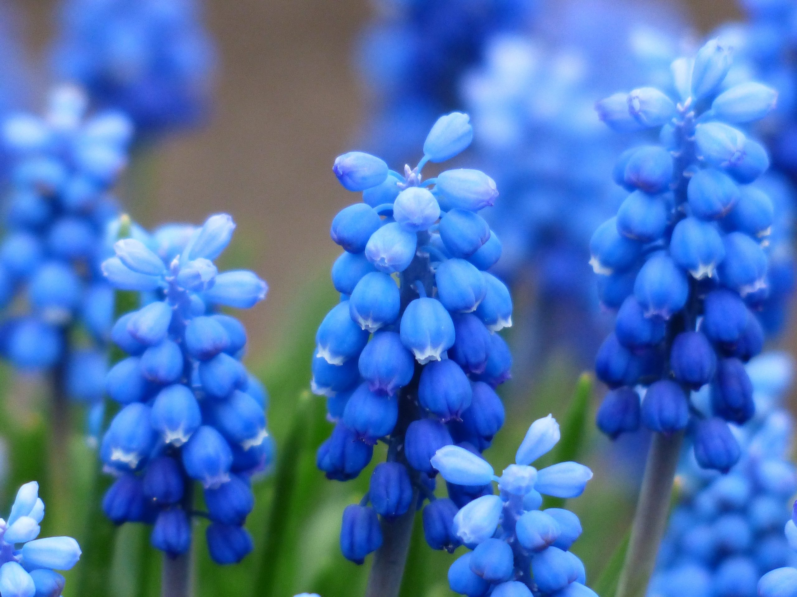 Le migliori piante con fiori blu