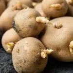 Mangiare patate germogliate: ecco cosa accade al nostro corpo