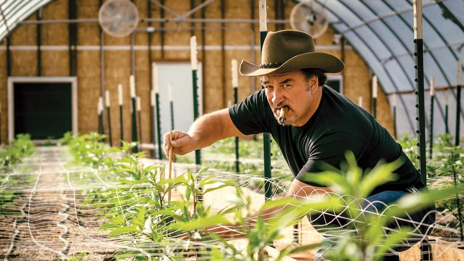 Jim Belushi: l'attore che coltiva cannabis