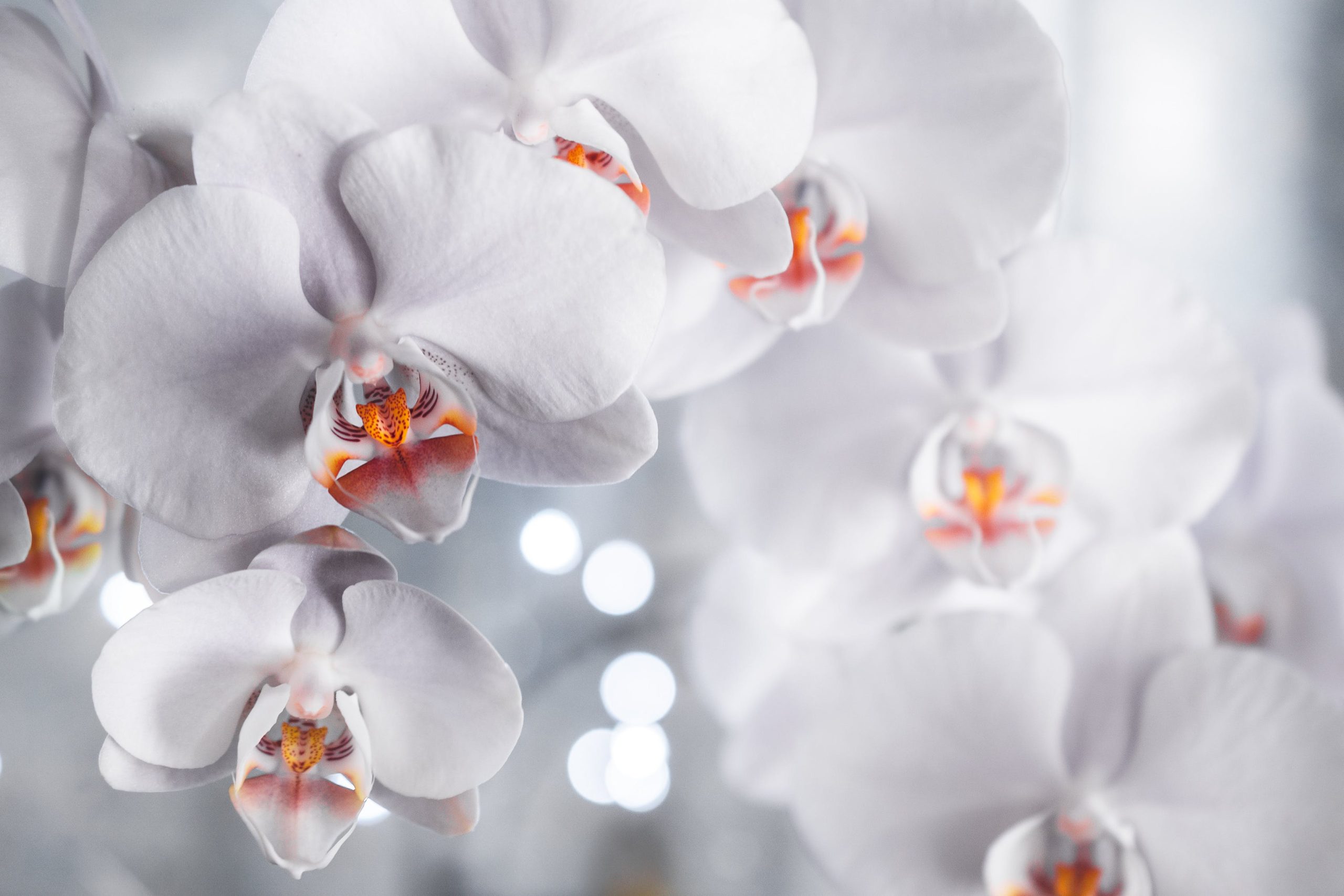 I metodi per innaffiare l'orchidea