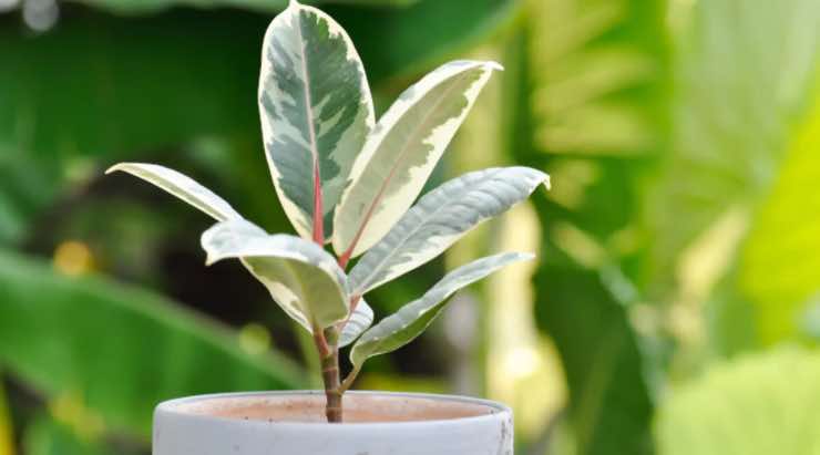 Ficus Elastica